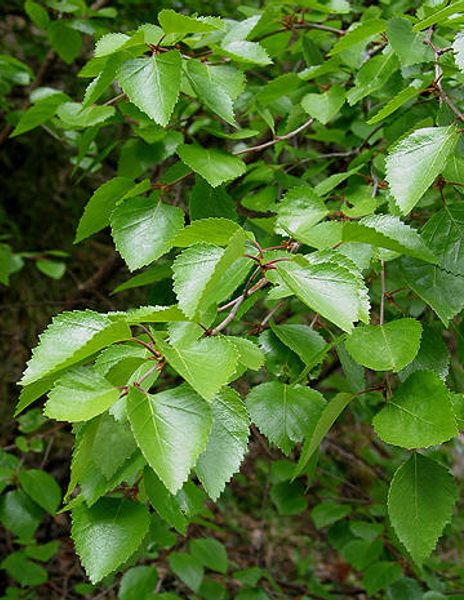 Hovedbilde Bjørk A/B2-25