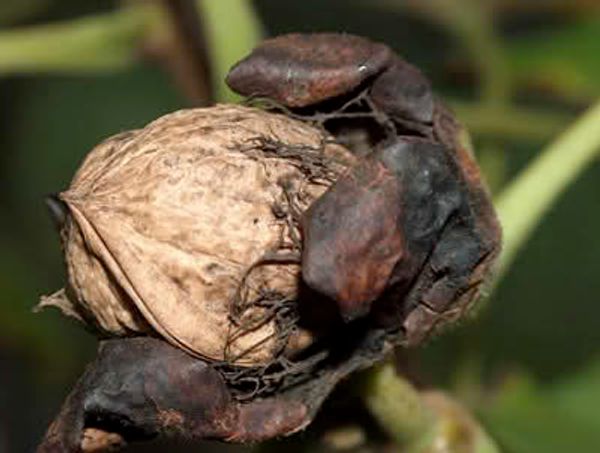 Hovedbilde Valnøtt A/VN1.2-25